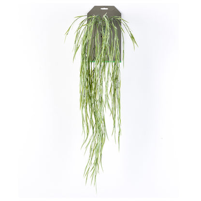 Arbusto colgante HOYA - Dekogreen®