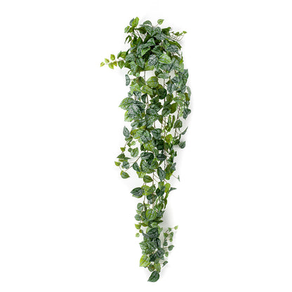 Arbusto colgante SCINDAPSUS PICTUS - Dekogreen®
