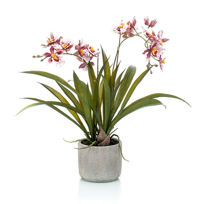 ONCIDIO - Dekogreen®