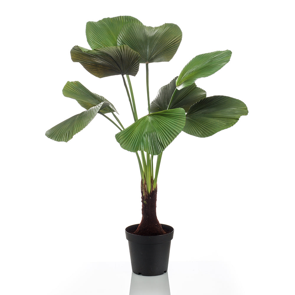 Palmera LICUALA - Dekogreen®