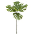 Hojas de Monstera - Dekogreen®
