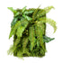 JARDIN VERTICAL SALVAJE - Dekogreen®