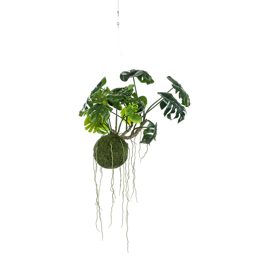 Kokedama MONSTERA colgante 60 cm - Dekogreen®