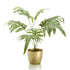 HELECHO FLEBODIO - Dekogreen®