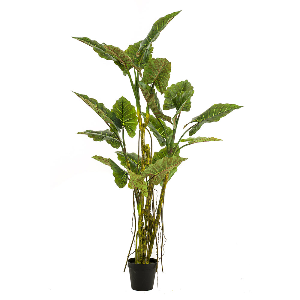 Árbol COLOCASIA de 195 cm - Dekogreen®