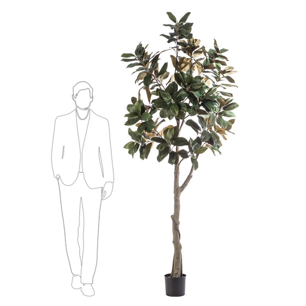 Árbol GRAN MAGNOLIA - Dekogreen®