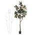 Árbol GRAN MAGNOLIA - Dekogreen®