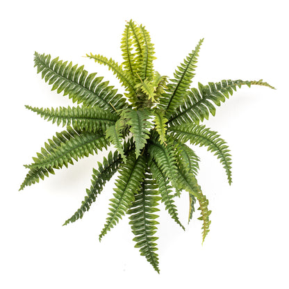 Arbusto de Helecho Boston - Dekogreen®
