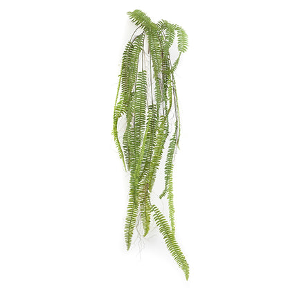 Planta colgante Helecho Boston - Dekogreen®