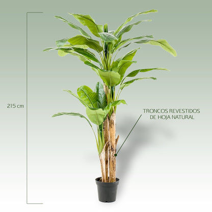 Árbol PLATANERO MULTITRONCO - Dekogreen®