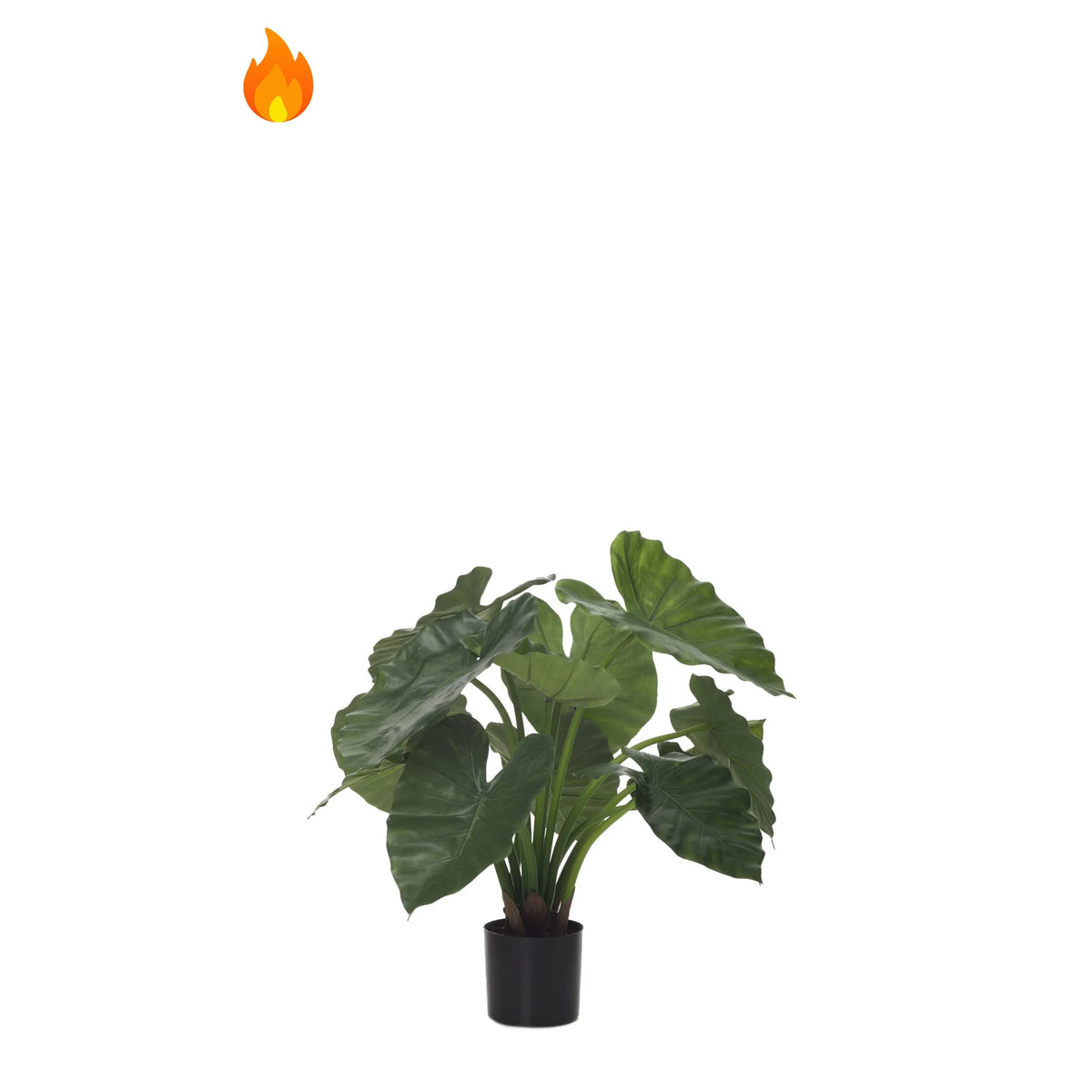 Alocasia artificial Ignífuga de 60 cm, color verde