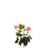 Anturio artificial de 43 cm, color rosa