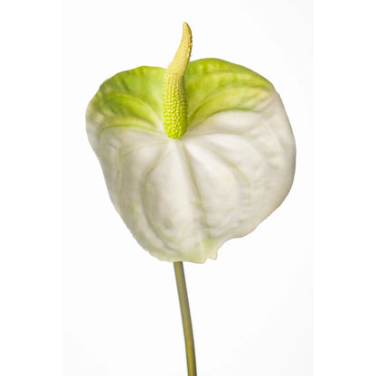 Anturio artificial de 51 cm, color blanco