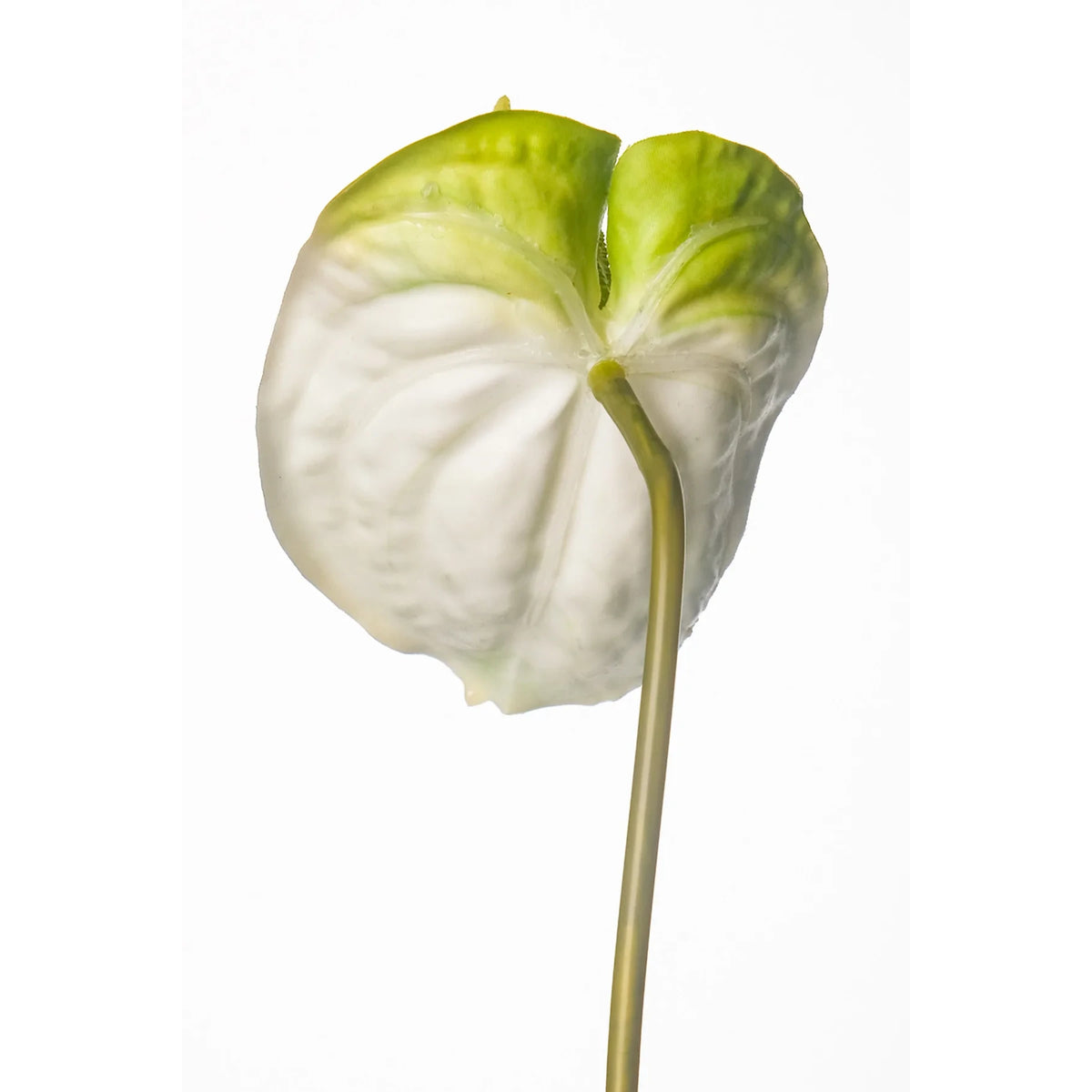Anturio artificial de 51 cm, color blanco