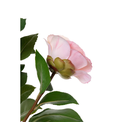 Camelia artificial de 61 cm, color rosa fuerte