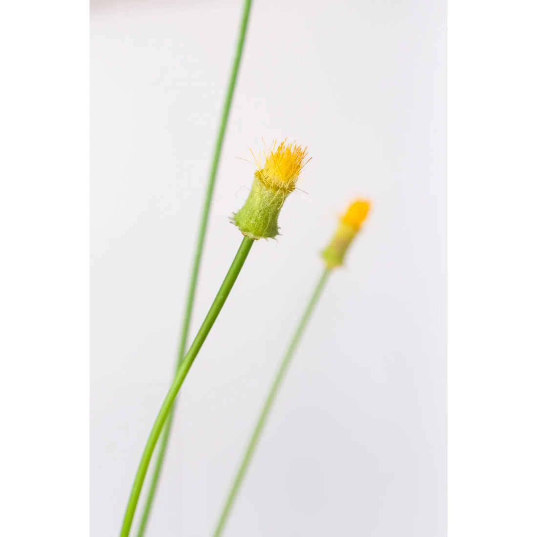 Cynara artificial Mini de 83 cm, color amarillo