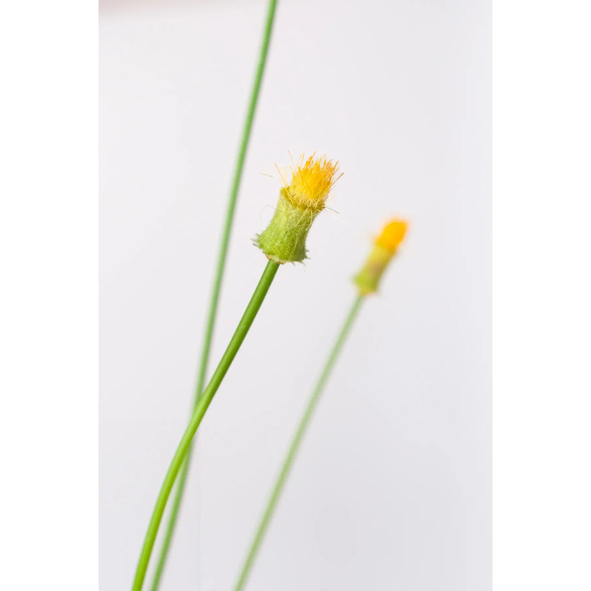 Cynara artificial Mini de 83 cm, color amarillo