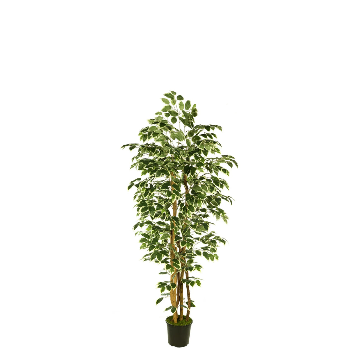 Ficus artificial de 150 cm, color bicolor