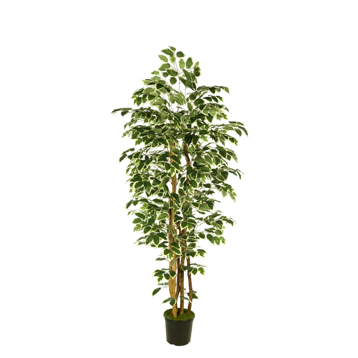 Ficus artificial de 180 cm, color bicolor
