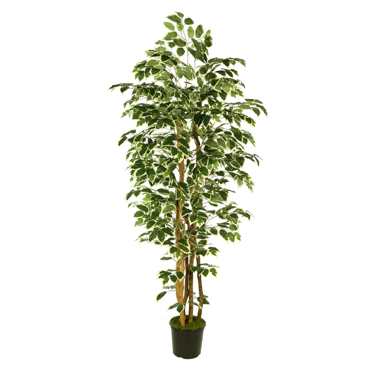 Ficus artificial de 210 cm, color bicolor