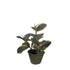Ficus Elástica artificial de 50 cm, color marrón