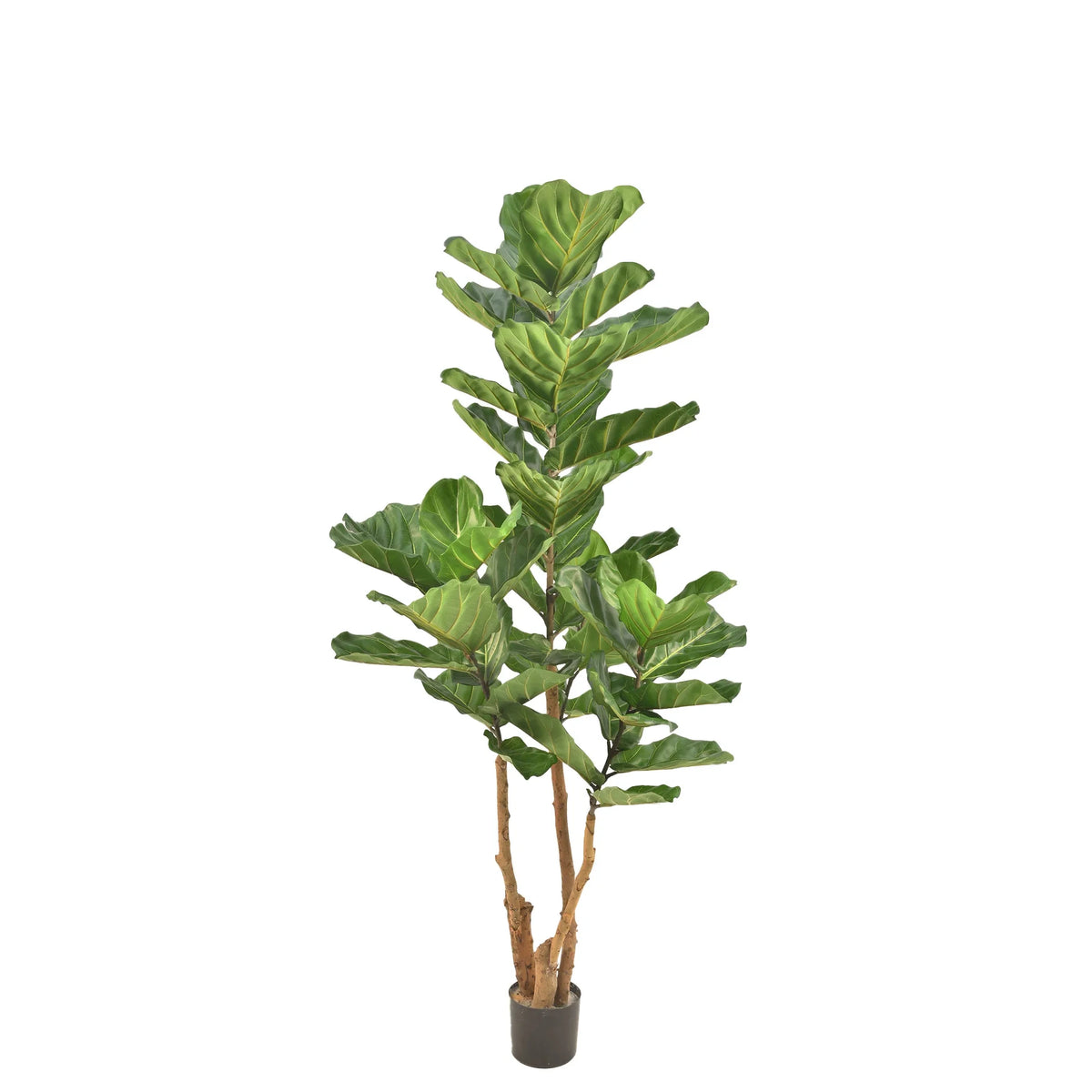 Ficus Lyrata artificial de 200 cm, color verde