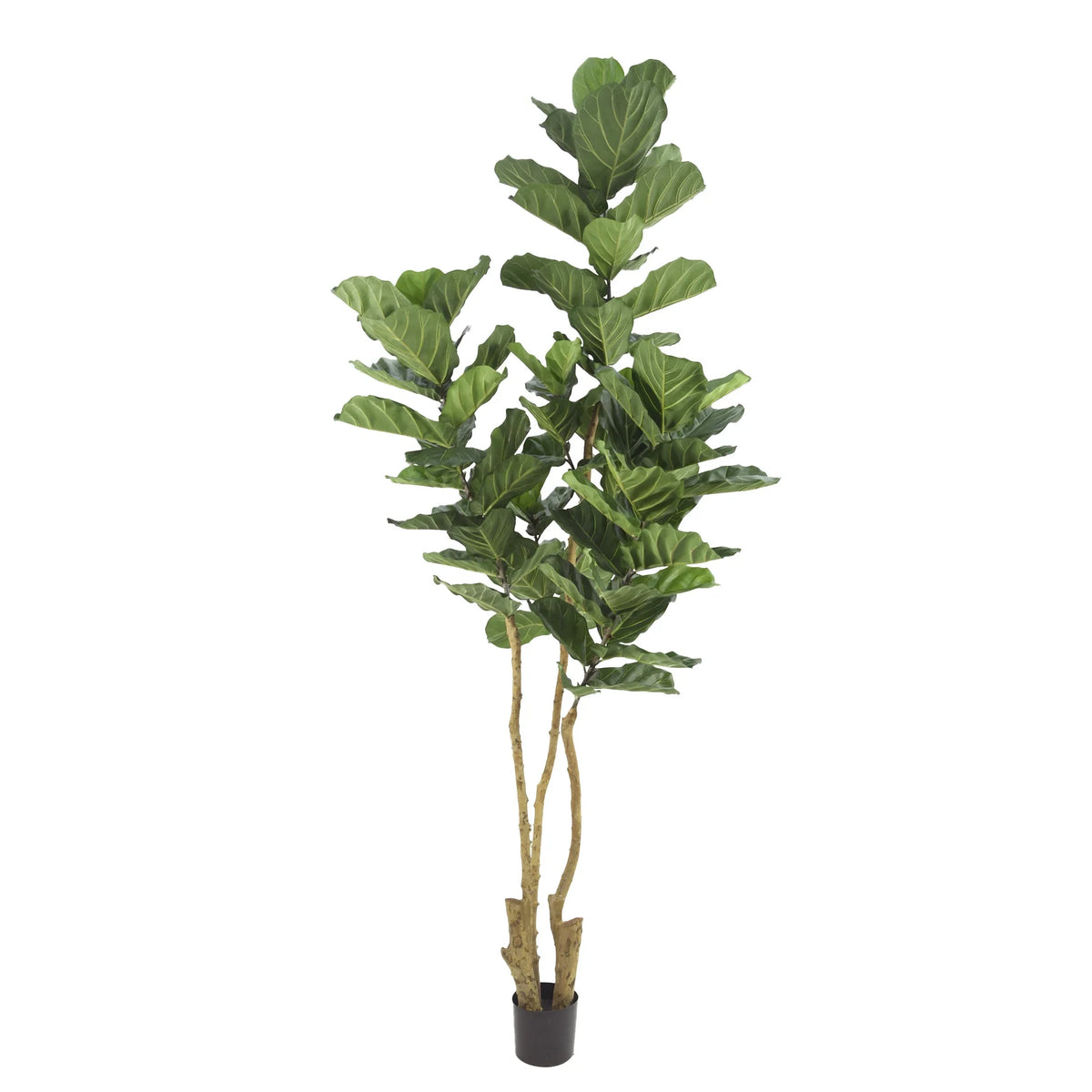 Ficus Lyrata artificial de 300 cm, color verde