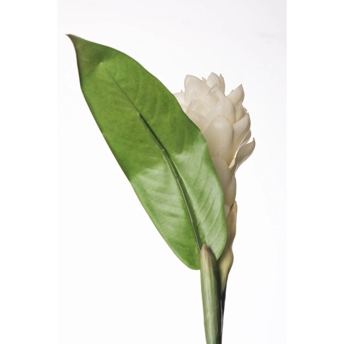 Flor de Jengibre Antorcha artificial en Vara con Hoja de 98 cm, color blanco