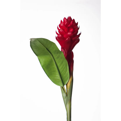 Flor de Jengibre Antorcha artificial en Vara con Hoja de 98 cm, color rojo