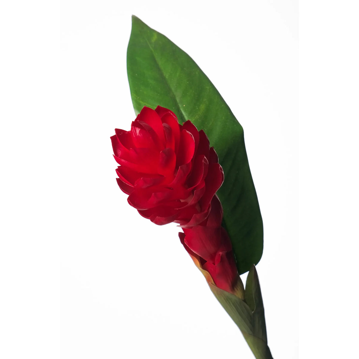 Flor de Jengibre Antorcha artificial en Vara con Hoja de 98 cm, color rojo