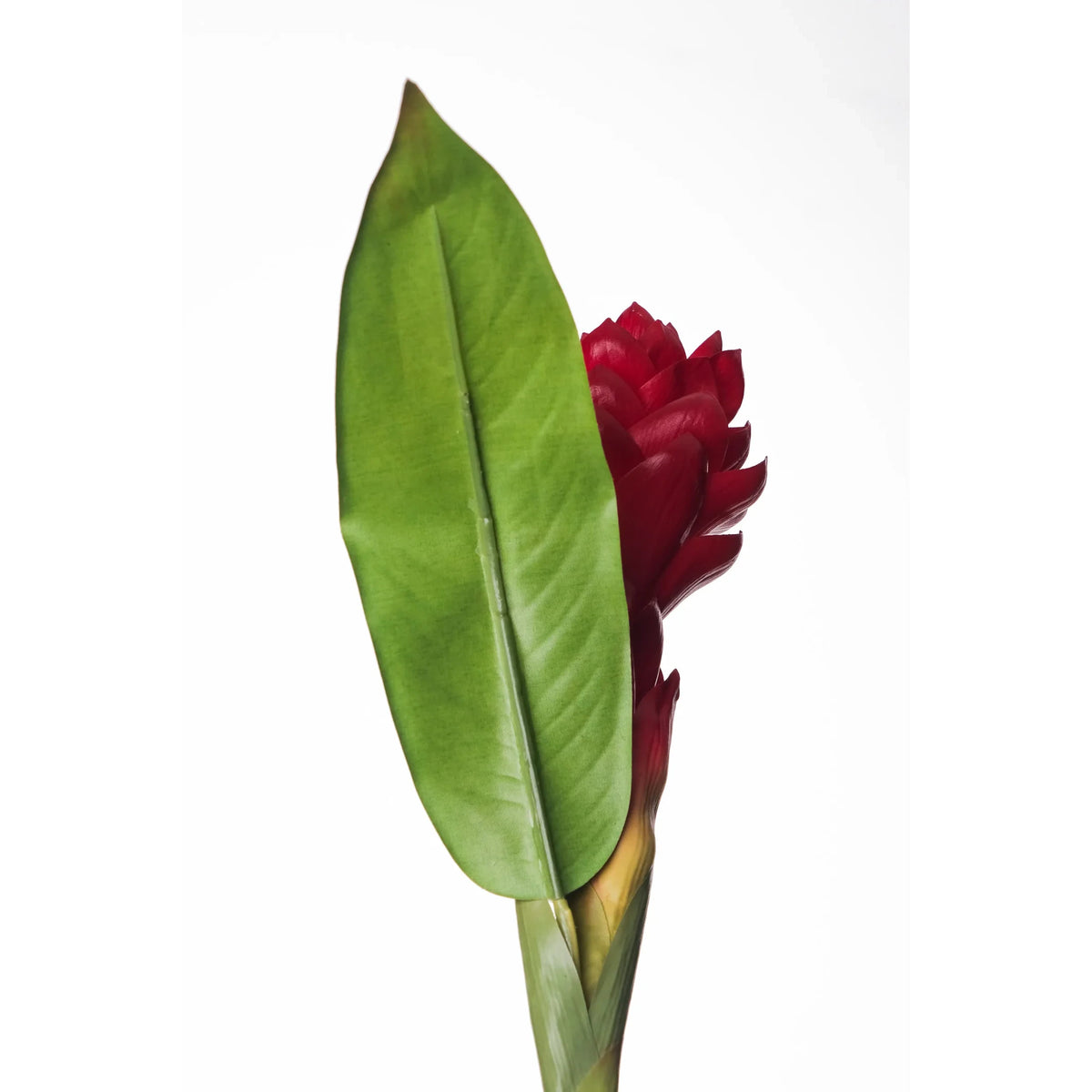 Flor de Jengibre Antorcha artificial en Vara con Hoja de 98 cm, color rojo