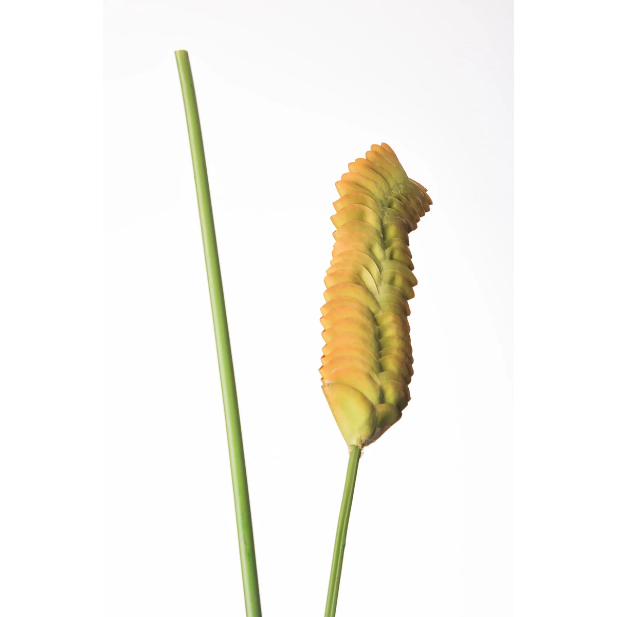 Flor de Jengibre artificial Colgante de 105 cm, color verde
