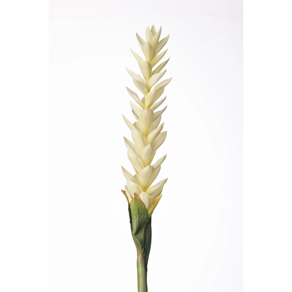 Flor de Jengibre artificial en Vara de 88 cm, color blanco