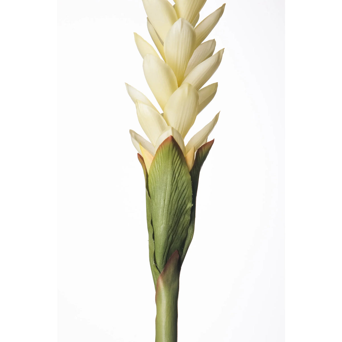 Flor de Jengibre artificial en Vara de 88 cm, color blanco