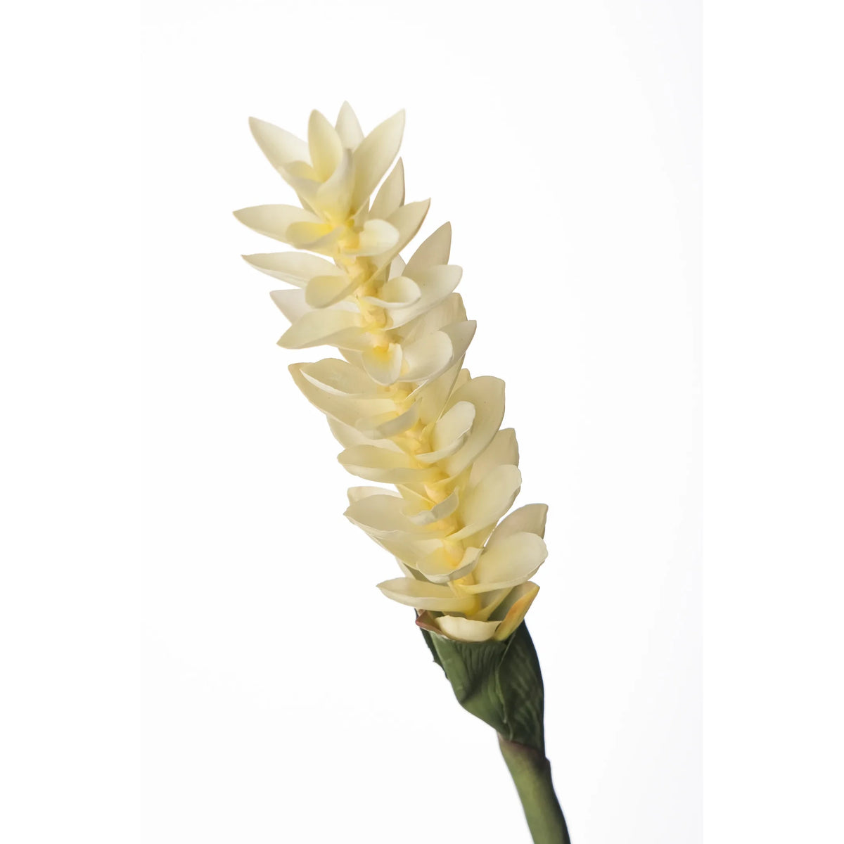 Flor de Jengibre artificial en Vara de 88 cm, color blanco