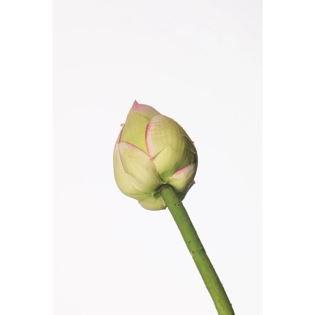 Flor de Loto artificial Cerrada de 107 cm, color verde y blanco