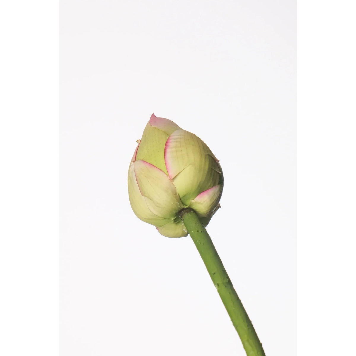 Flor de Loto artificial Cerrada de 107 cm, color verde y blanco