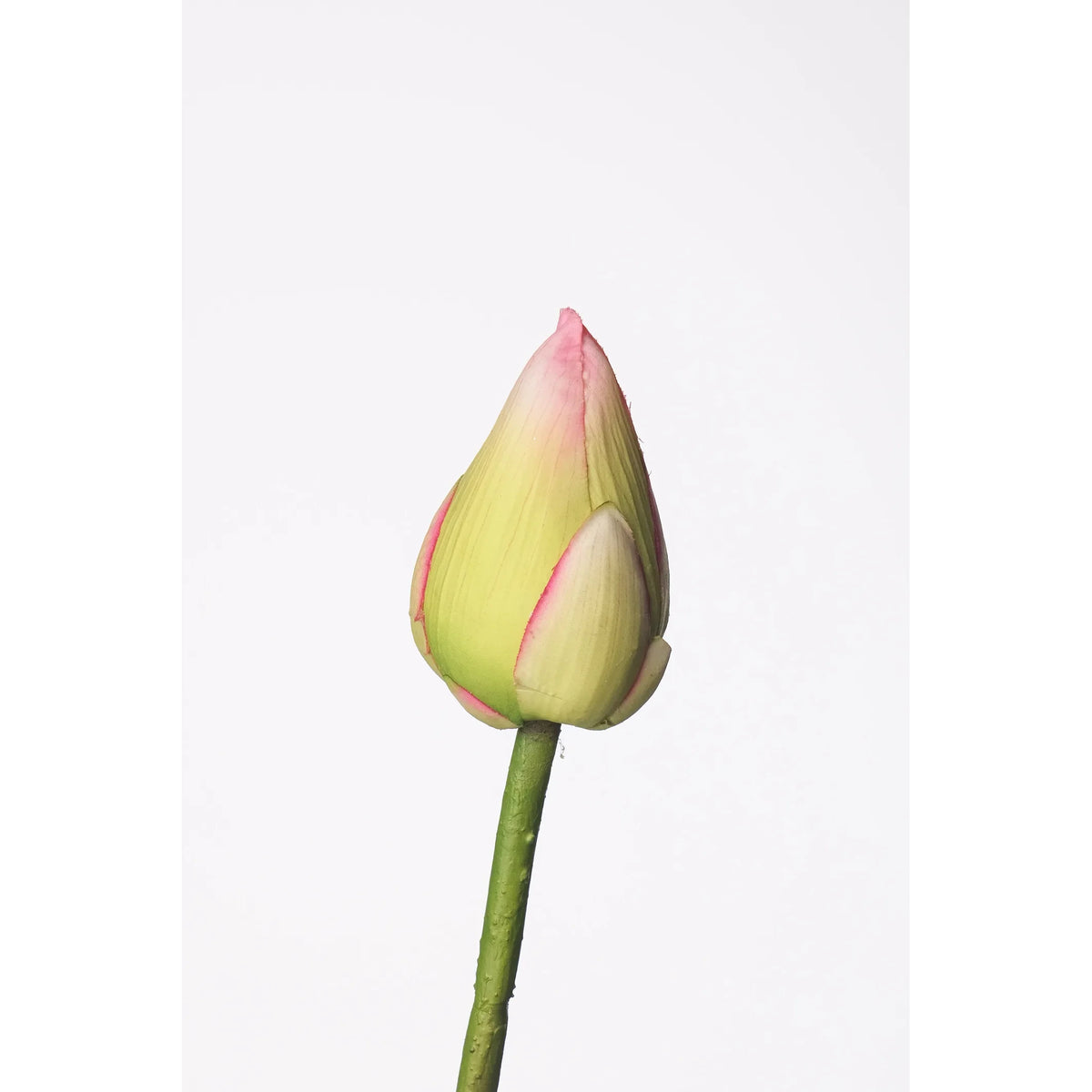 Flor de Loto artificial Cerrada de 107 cm, color verde y blanco