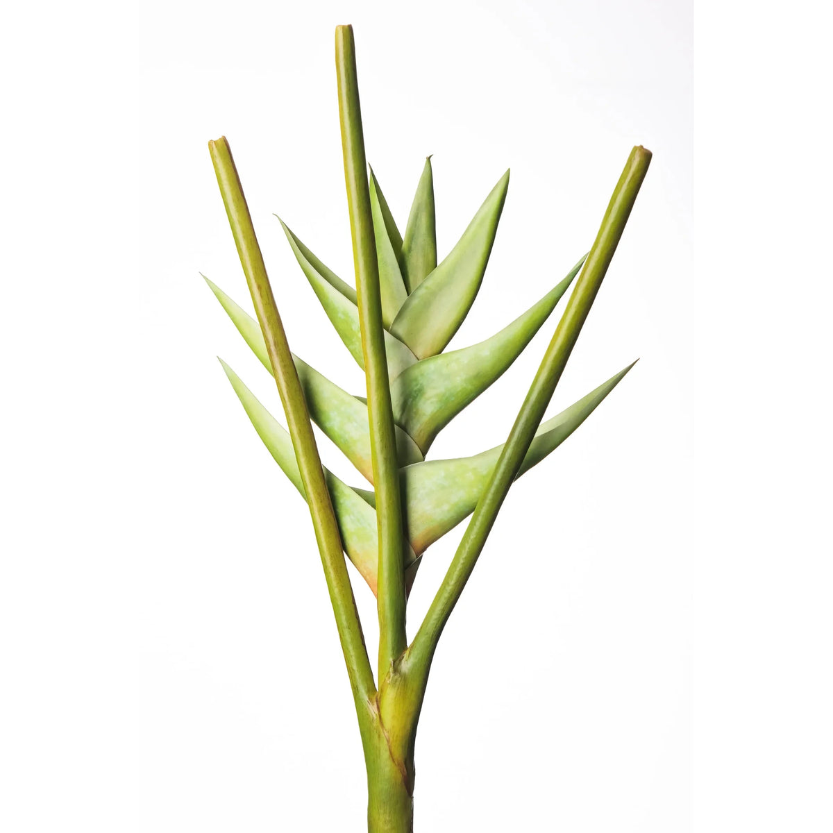 Heliconia artificial de 112 cm, color verde