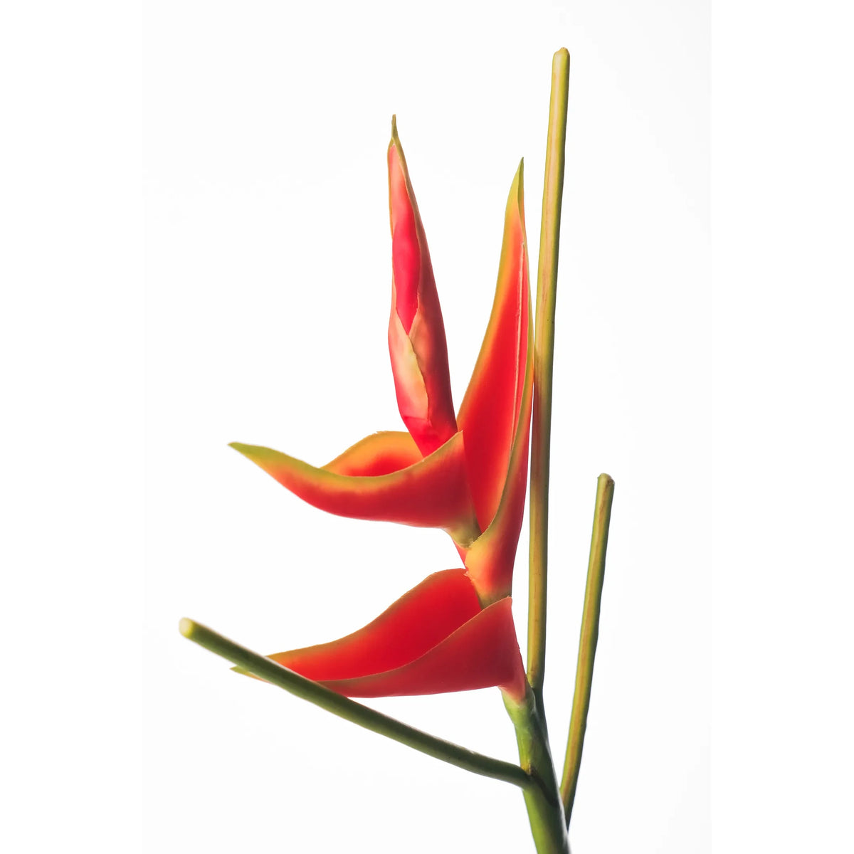 Heliconia artificial Mini en Vara de 66 cm, color rojo