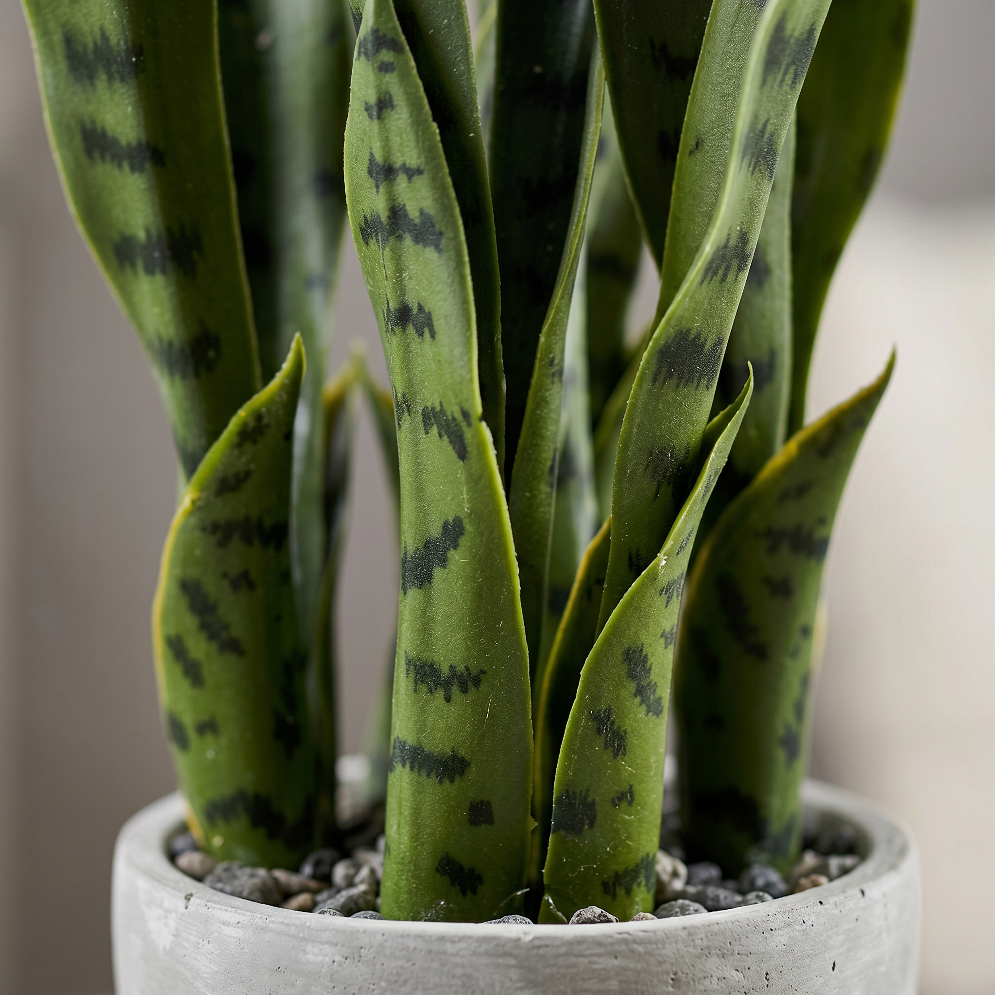 Detalle de las hojas de la sansevieria artificial de Dekogreen
