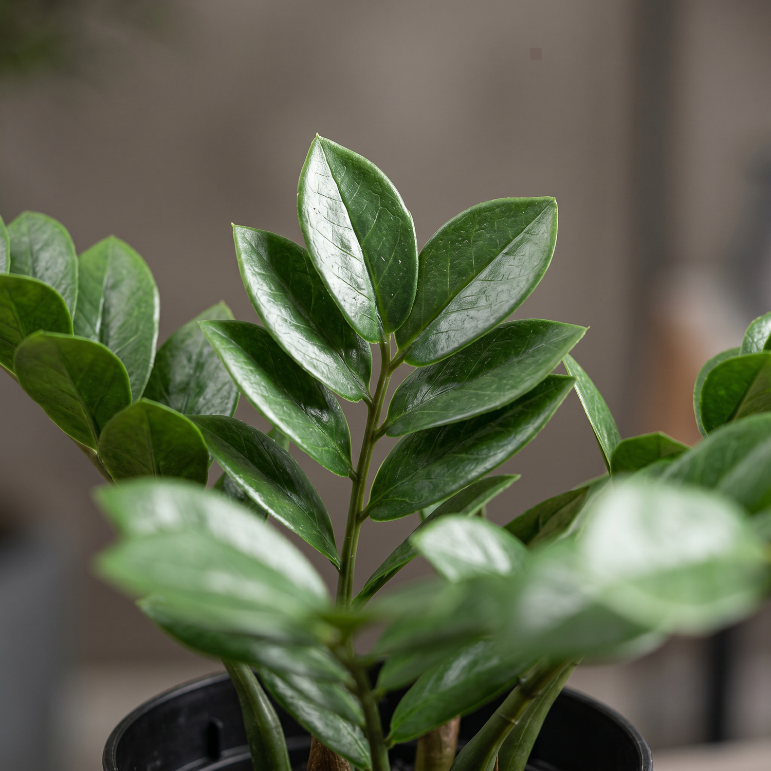 Detalle del follaje realista de la zamioculca artificial de Dekogreen