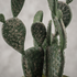 Detalle del realismo del Cactus plano artificial de Dekogreen