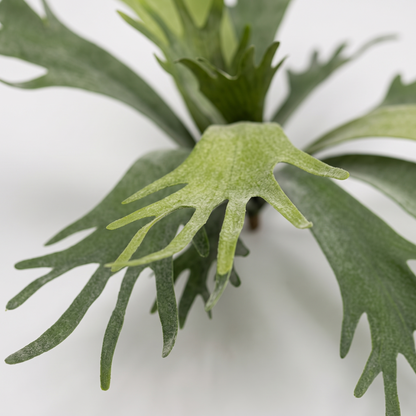 Detalle del realismo del cuerno de ciervo ignífugo de 50 cm artificial de Dekogreen