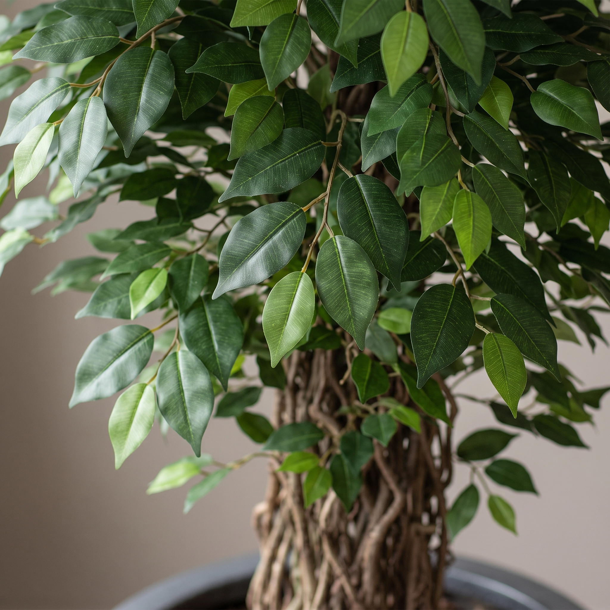 Detalle del realismo de las hojas del Ficus Deluxe de 180 cm artificial de Dekogreen