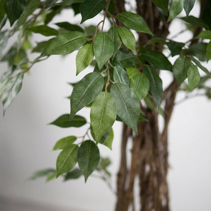 Detalle del realismo de las hojas del Ficus Eco de 145 cm artificial de Dekogreen