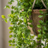 Detalle del realismo de las hojas del Ficus Pumila colgante de techo artificial de Dekogreen