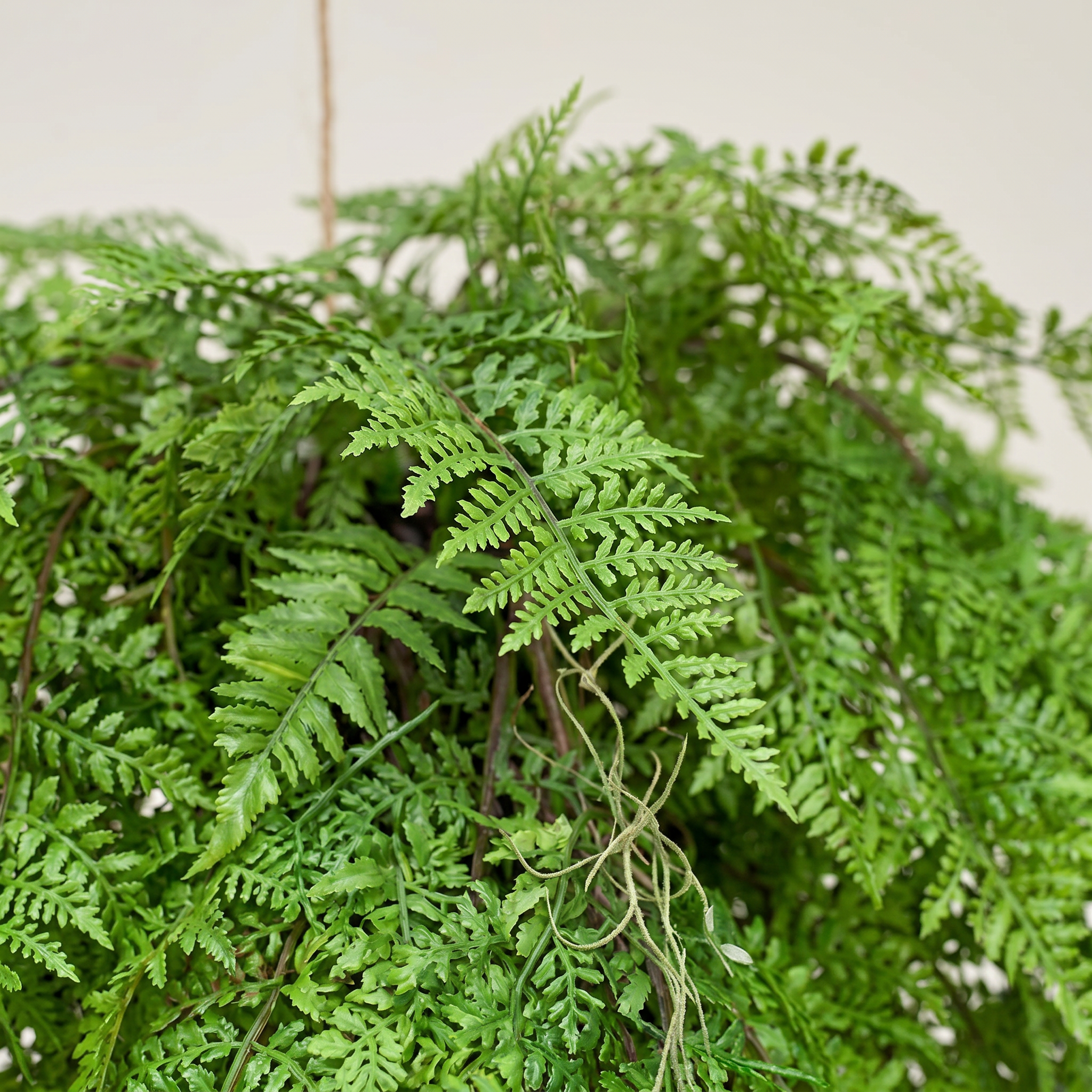 Detalle del realismo de las hojas del helecho colgante con raíces de 80 cm artificial de Dekogreen