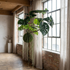 Kokedama monstera artificial colgante 80 cm