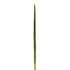 Hierba Cinta artificial de 63 cm, color verde